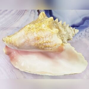 Queen Conch Shell